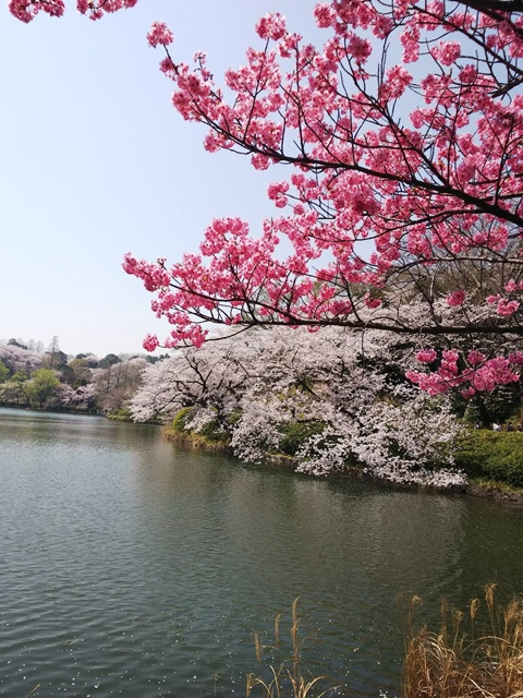 神奈川県横浜市三ッ池公園お花見