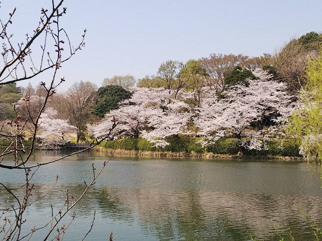 神奈川県横浜市三ッ池公園お花見