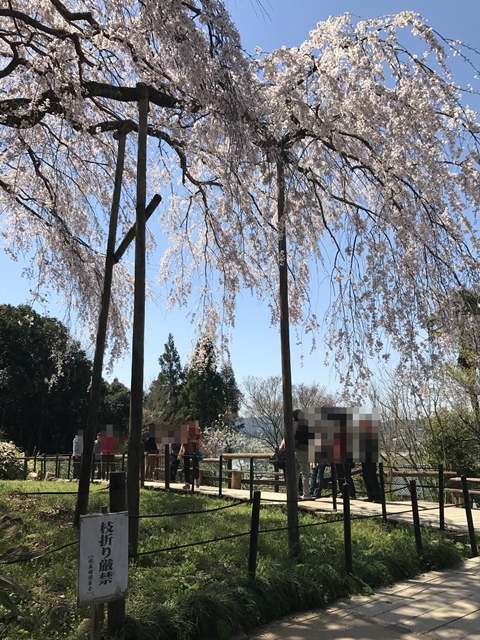 田ノ頭郷しだれ桜