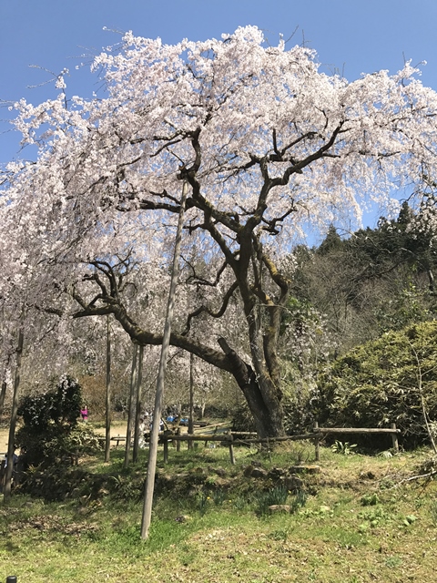 田ノ頭郷しだれ桜