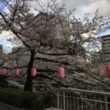 東京都江戸川公園のお花見穴場