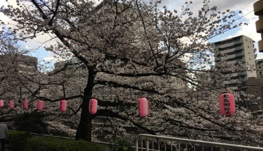 江戸川公園のお花見は穴場♪ペットもOK！夜桜ライトアップもおすすめ