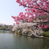 神奈川県横浜市三ッ池公園お花見