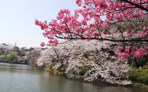 神奈川県立三ツ池公園のお花見いってきた♪開花情報・駐車場やアクセスは？