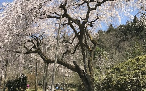 長崎県のお花見穴場スポット「田ノ頭郷」しだれ桜を満喫♪